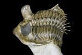 Tower Eyed Erbenochile Trilobite - Foum Zguid, Morocco #179619-5